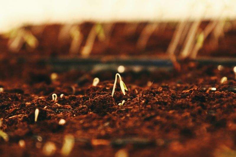 春の寄せ植えで庭先を明るくするコツ